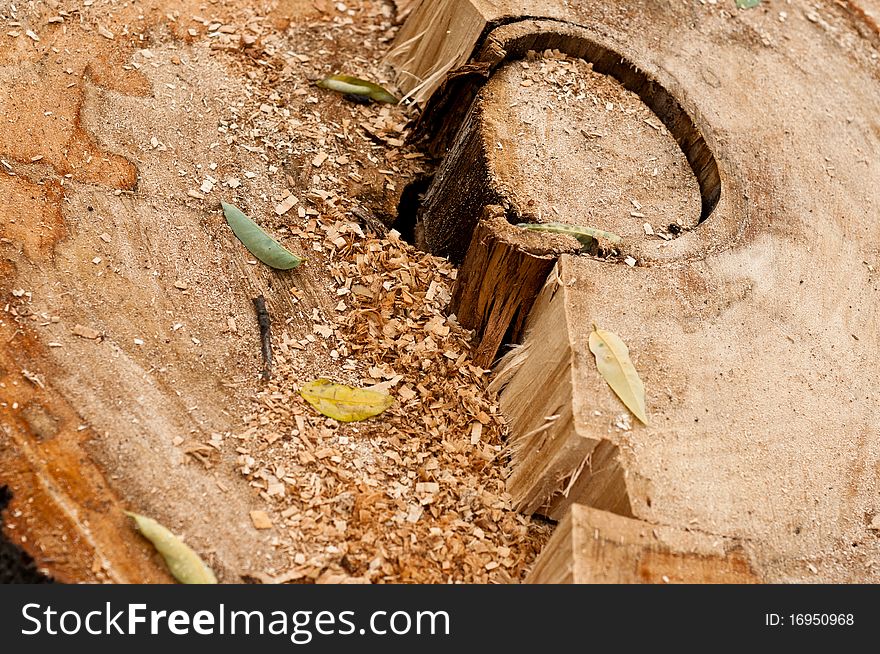 Overheed View Of A Cut Tree