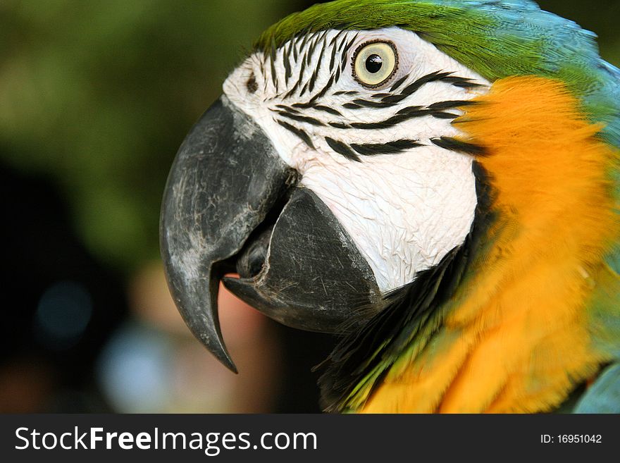 Parrot, closeup view