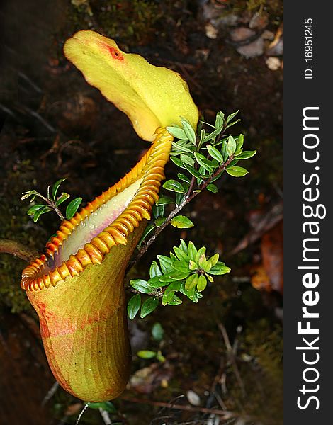 Pitcher plant (nepenthes) are colourful carnivorous plant with a prey-trapping mechanism which lure foraging, flying or crawling insects into its cavity filled with liquid. Mainly found in tropical rainforests and jungles.