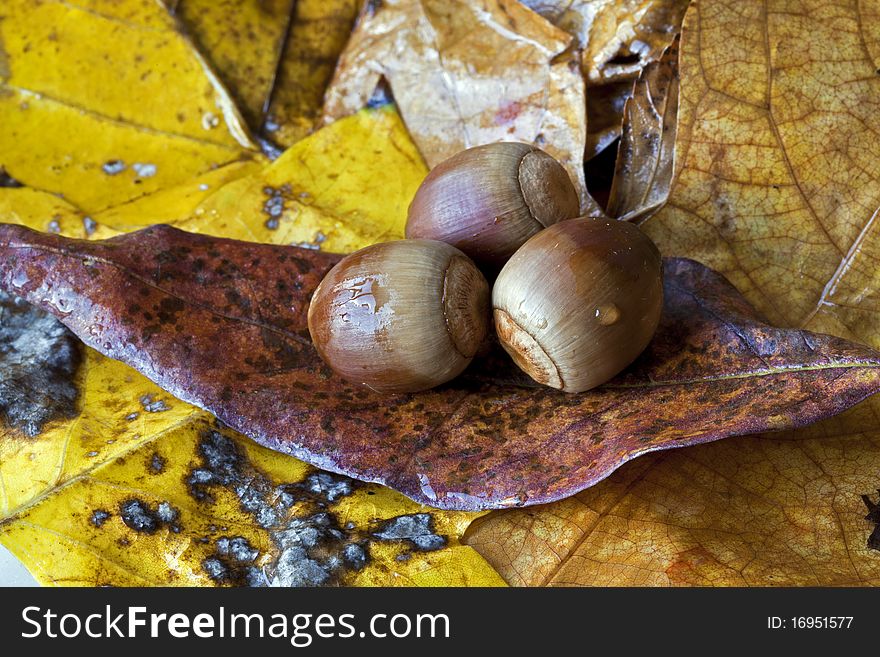 Autumn scene with acorns