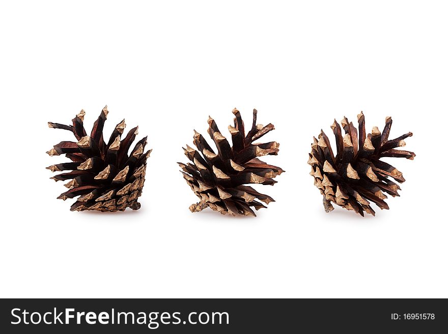 Pine cones isolated on white background