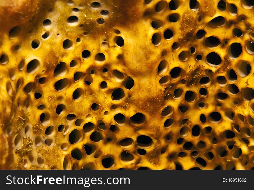 Sponge close up