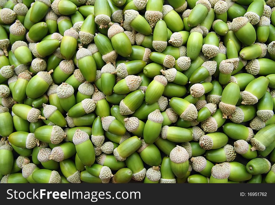 Large group of fresh green acorns forming a background. Large group of fresh green acorns forming a background