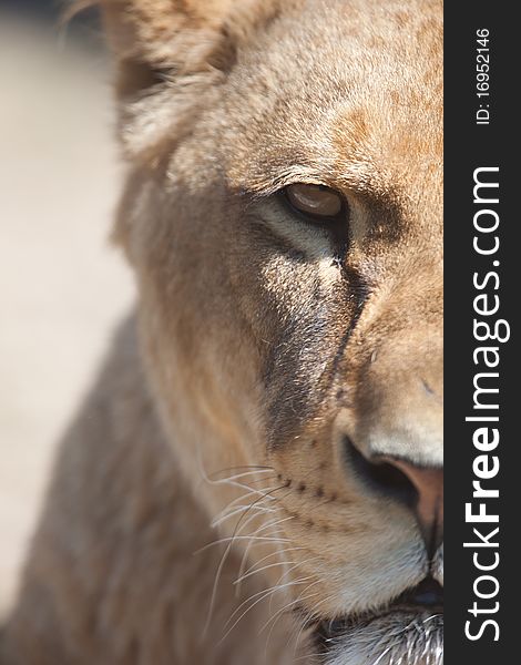 Close-up Portrait Of A Majestic Lioness