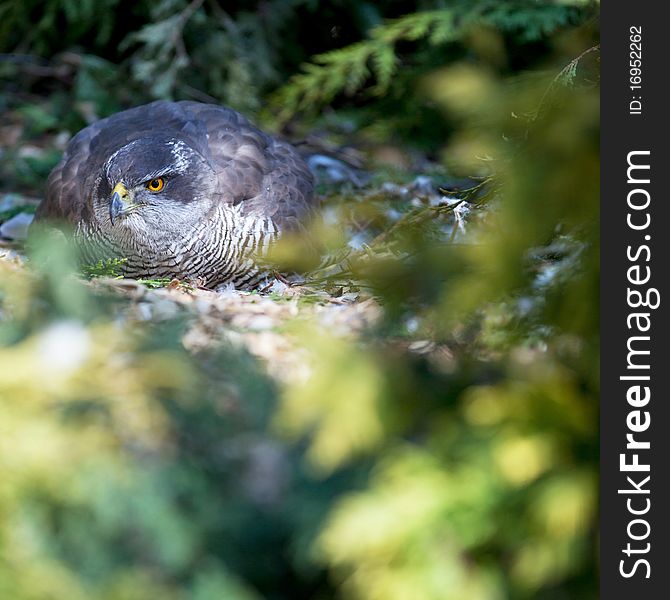 Hawk sitting on his eggs. Hawk sitting on his eggs