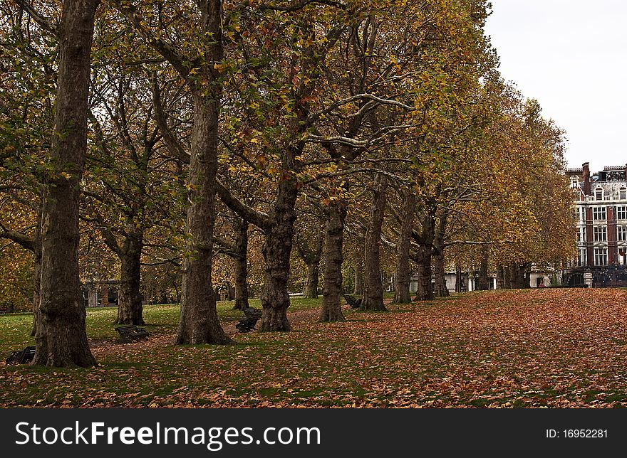 Yellow trees in Green Park park. Autumn landscape. Taken on November , 2010 in London park