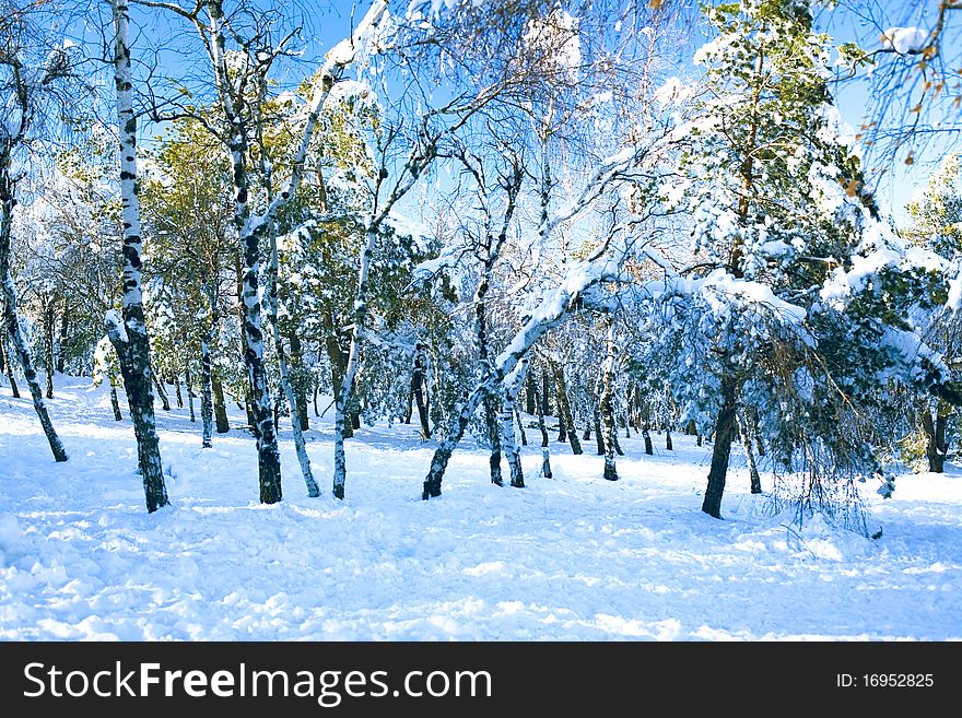 Beautiful view an a snowbound forest. Beautiful view an a snowbound forest