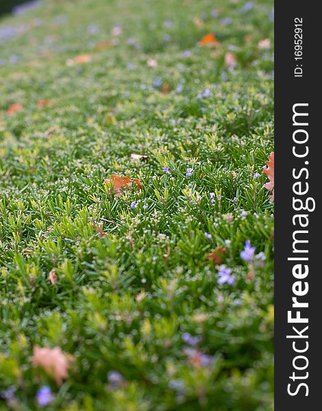 A beautiful topiary bush with flowers