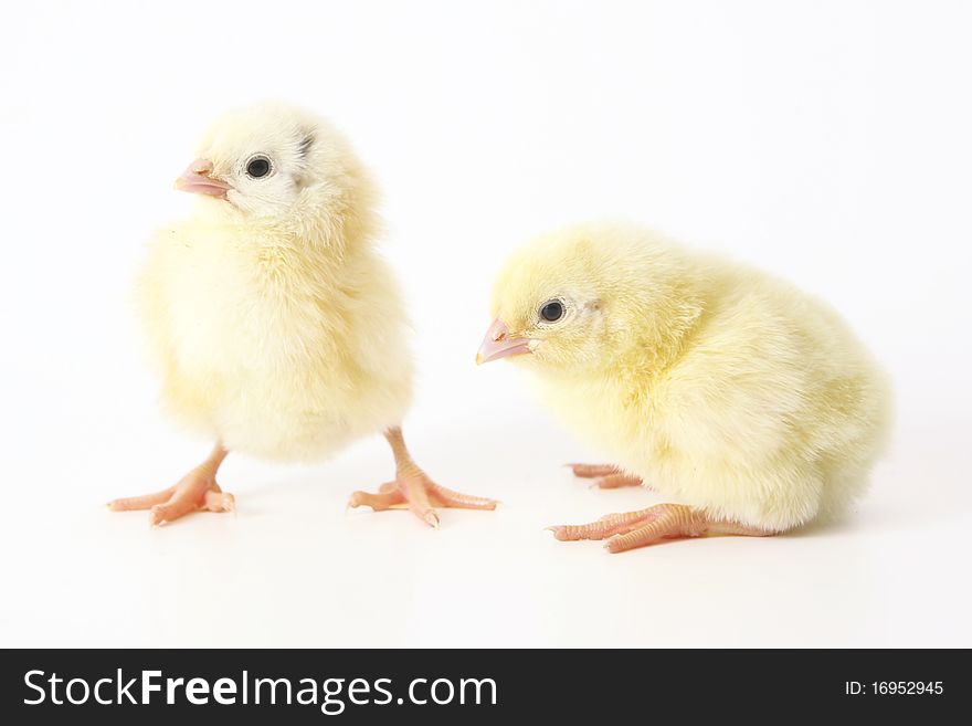 Five small yellow eastern chicken. Five small yellow eastern chicken.