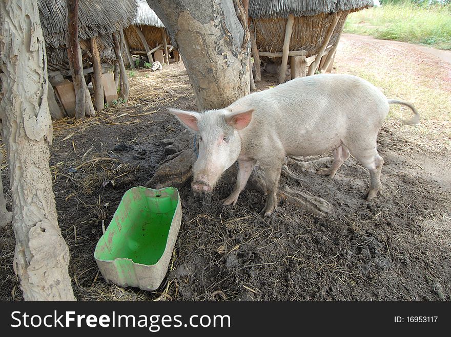 Small pigs in a African farm