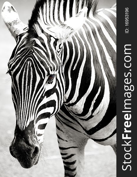 The front look of a zebra horse