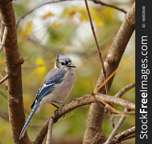 Blue jay, Cyanocitta cristata, perched on a tree branch