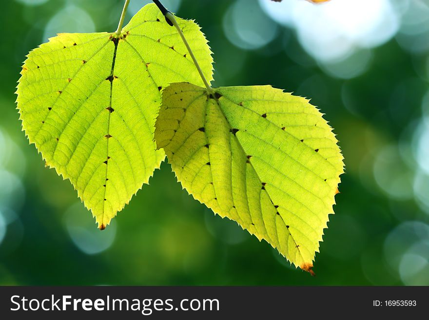 Autumn, colorful leaves in a city park