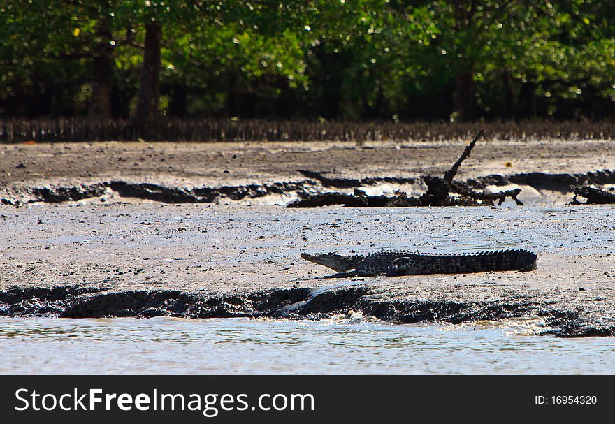 Crocodile resting in the sun on the river bank. Crocodile resting in the sun on the river bank