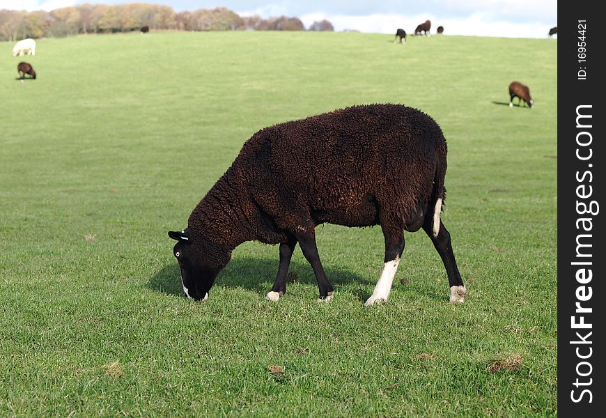 A brown Zwartbles rare breed sheep cropping grass. A brown Zwartbles rare breed sheep cropping grass