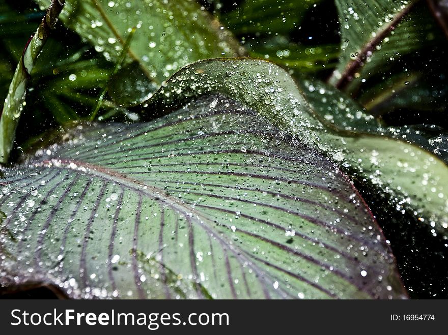 Water Droplets On Leaves.