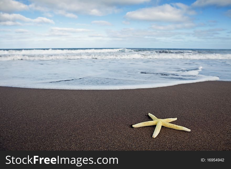 Yellow starfish on the beach, Lanzarote