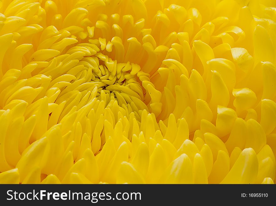 Beautiful chrysanthemum that I capture from Rose show