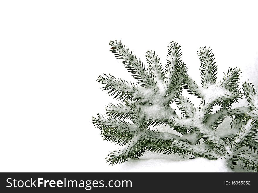 Snowy twig of the spruce
