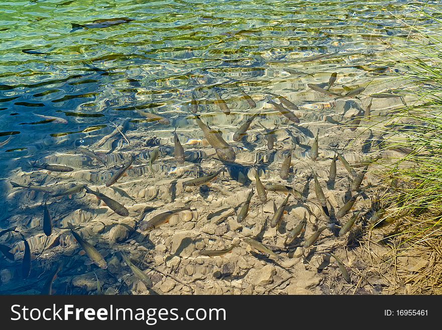 Lots of fishes in clear, transparent water of Plitvice lake (Croatia)