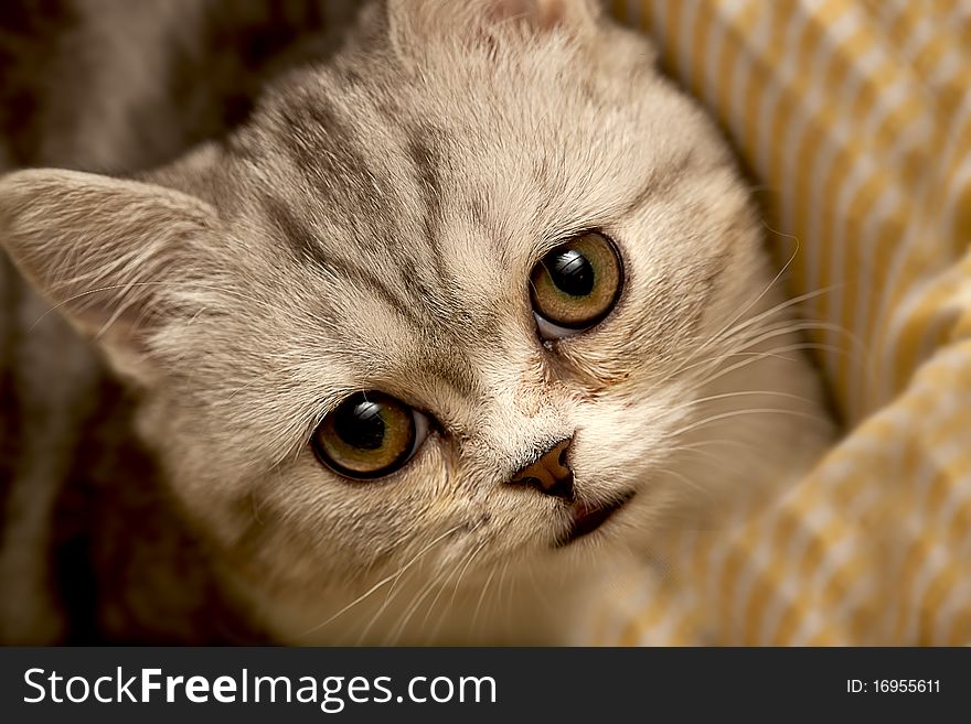 Scottish Fold cat looks at somewhere