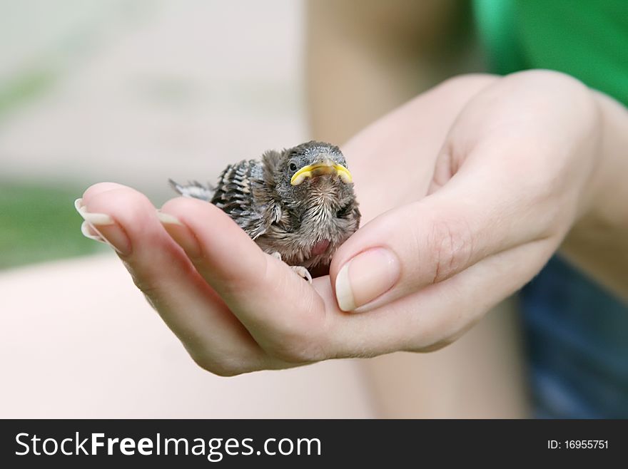 Female hand holding a nestling in the palm. Female hand holding a nestling in the palm