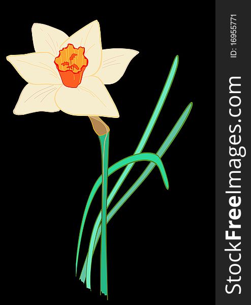 White narcissus with an orange rim and turquoise leaves painted on a black background. White narcissus with an orange rim and turquoise leaves painted on a black background