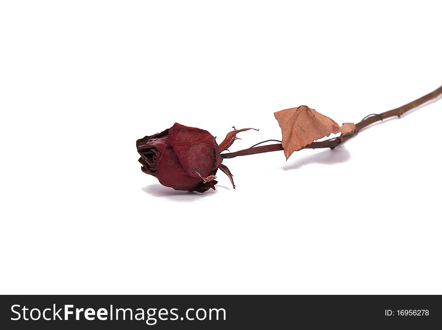 A dried rose flower isolated on a white background