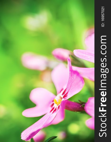 Pink Phlox subulata close-up