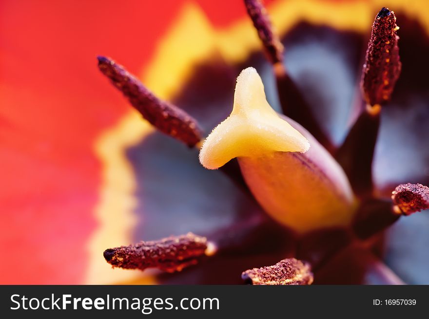 Beautiful purple tulip inside, macro shot