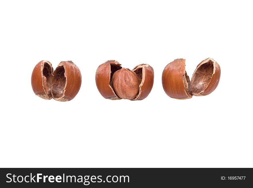 Filbert a nut among two empty shells. Filbert a nut among two empty shells