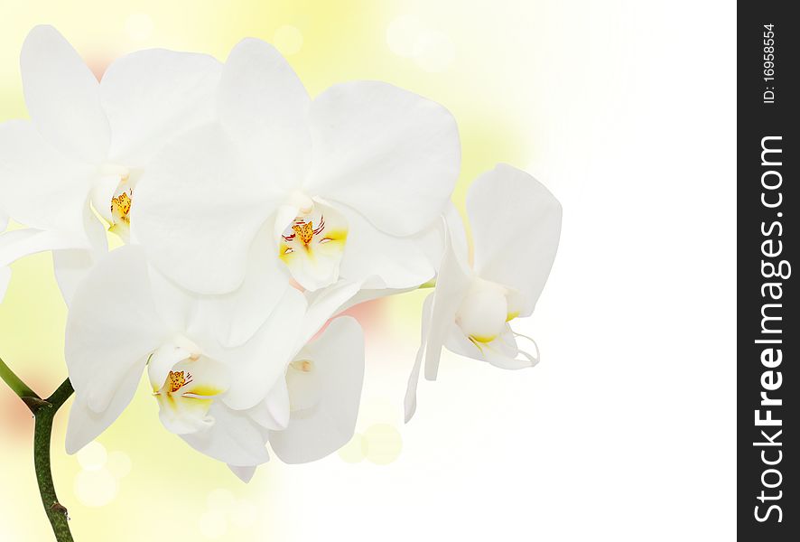 Orchid flower on white background. Orchid flower on white background
