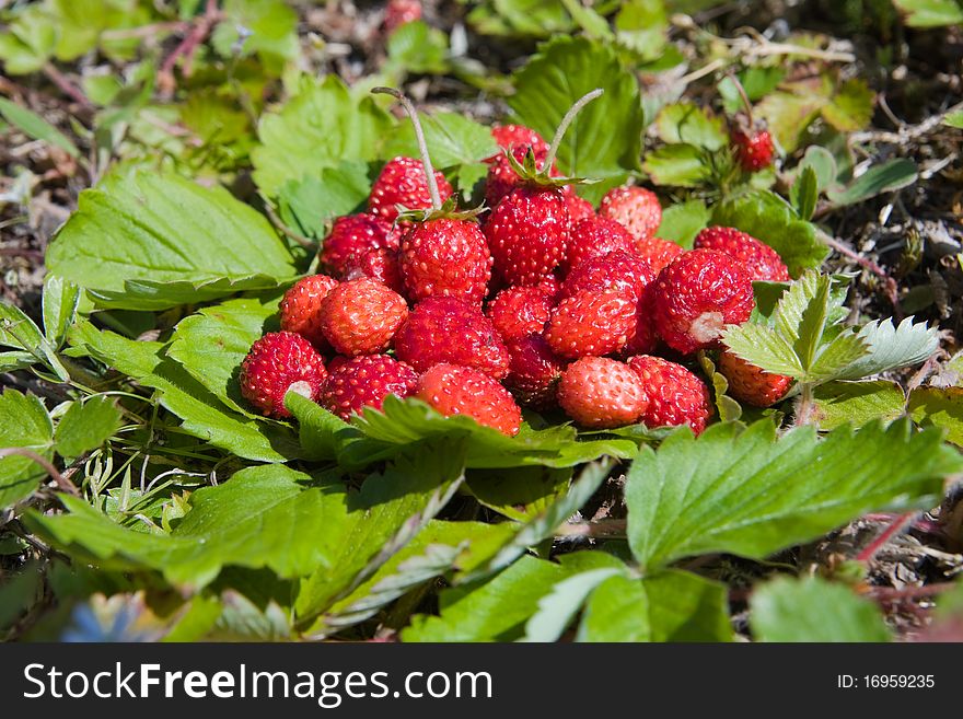 Wild strawberry fruit with green leafs