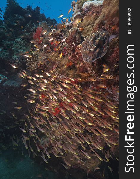 Glassfish And Coral Taken In The Red Sea.