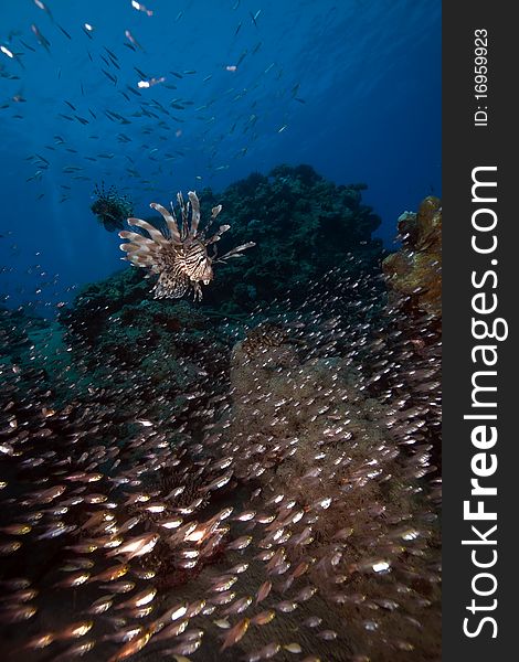 Lionfish hunting on glassfish taken in the Red Sea.