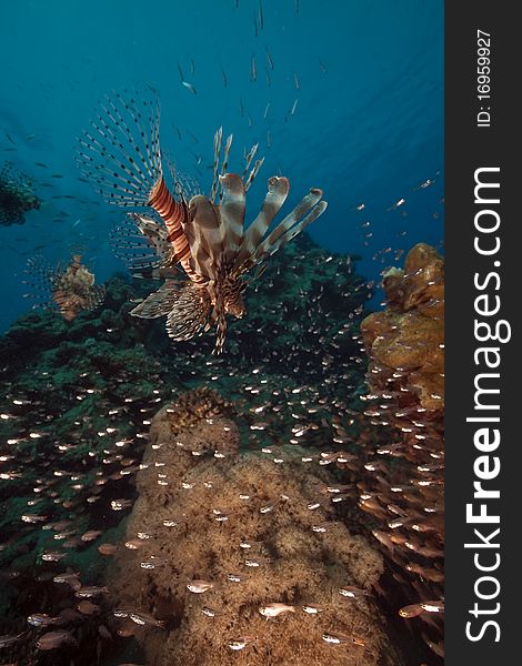 Lionfish hunting on glassfish taken in the Red Sea.