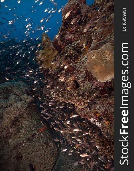 Glassfish And Coral Taken In The Red Sea.