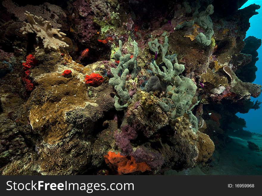 Ocean,fish And Coral Taken In The Red Sea.