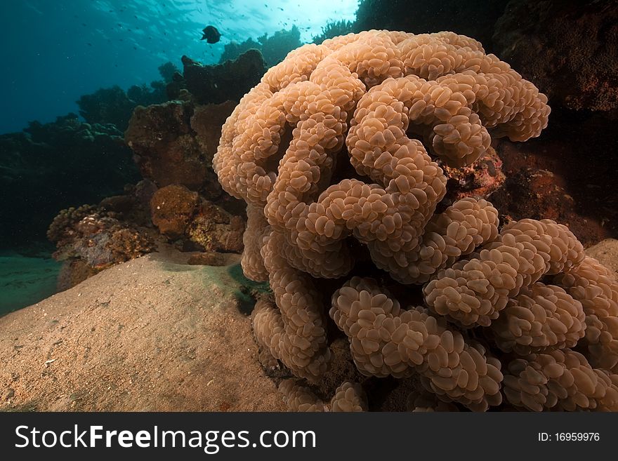 Bubble coral taken in the Red Sea.