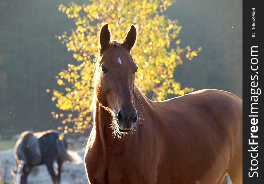 Portrait of a red horse against the background of autumn foliage