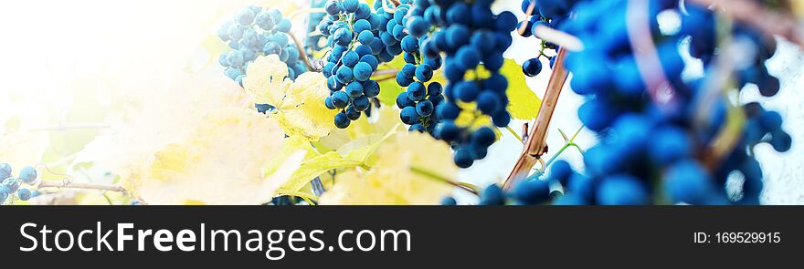 Bunches of ripe red grapes on a rods. Harvesting and preparing to home made wine. Blue yellow color autumn. Long banner