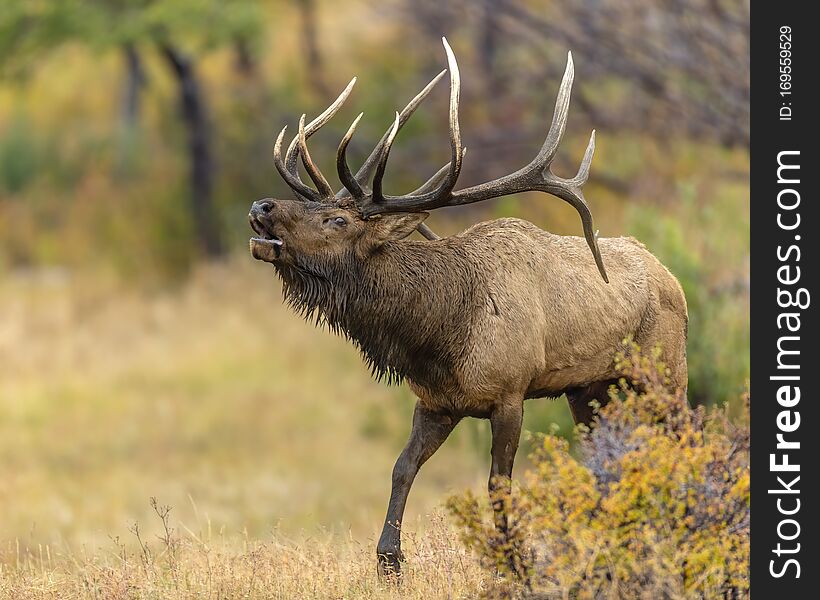 Bull Elk in the Rocky Mountains prepares for battle during the annual rut or breeding season. Bull Elk in the Rocky Mountains prepares for battle during the annual rut or breeding season