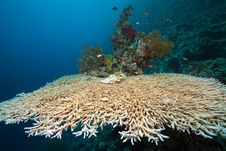 Table Coral And Fish In The Red Sea. Stock Photography Table Coral And Fish In The Red Sea. Stock Photography