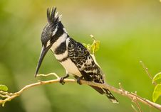 The Pied Kingfihser Stock Photography The Pied Kingfihser Stock Photography