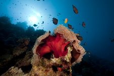 Anemone And Fish In The Red Sea. Stock Image
