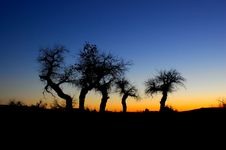 Euphratica Trees In Sunset Stock Photo