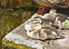 Wild Ducklings Have A Rest Stock Image