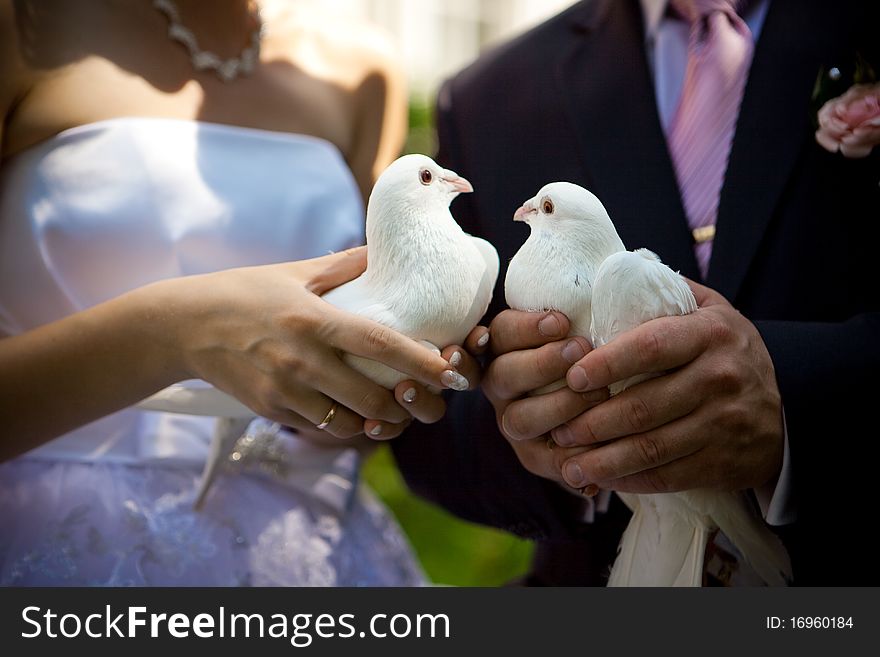 White Pigeons and Newly-married couple