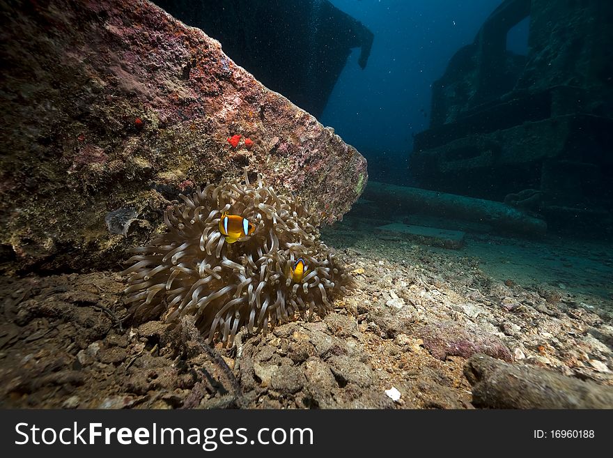 Anemone On The Thistlegorm Wreck.