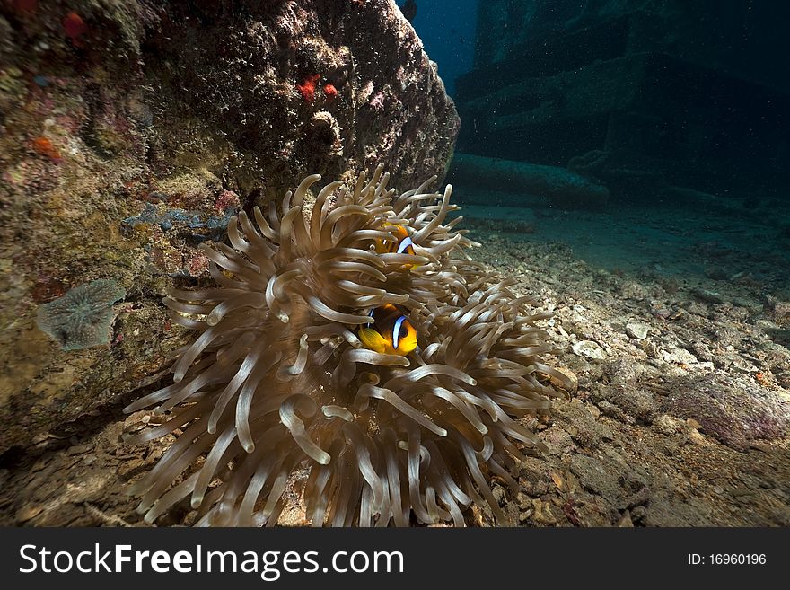 Anemone on the Thistlegorm wreck.